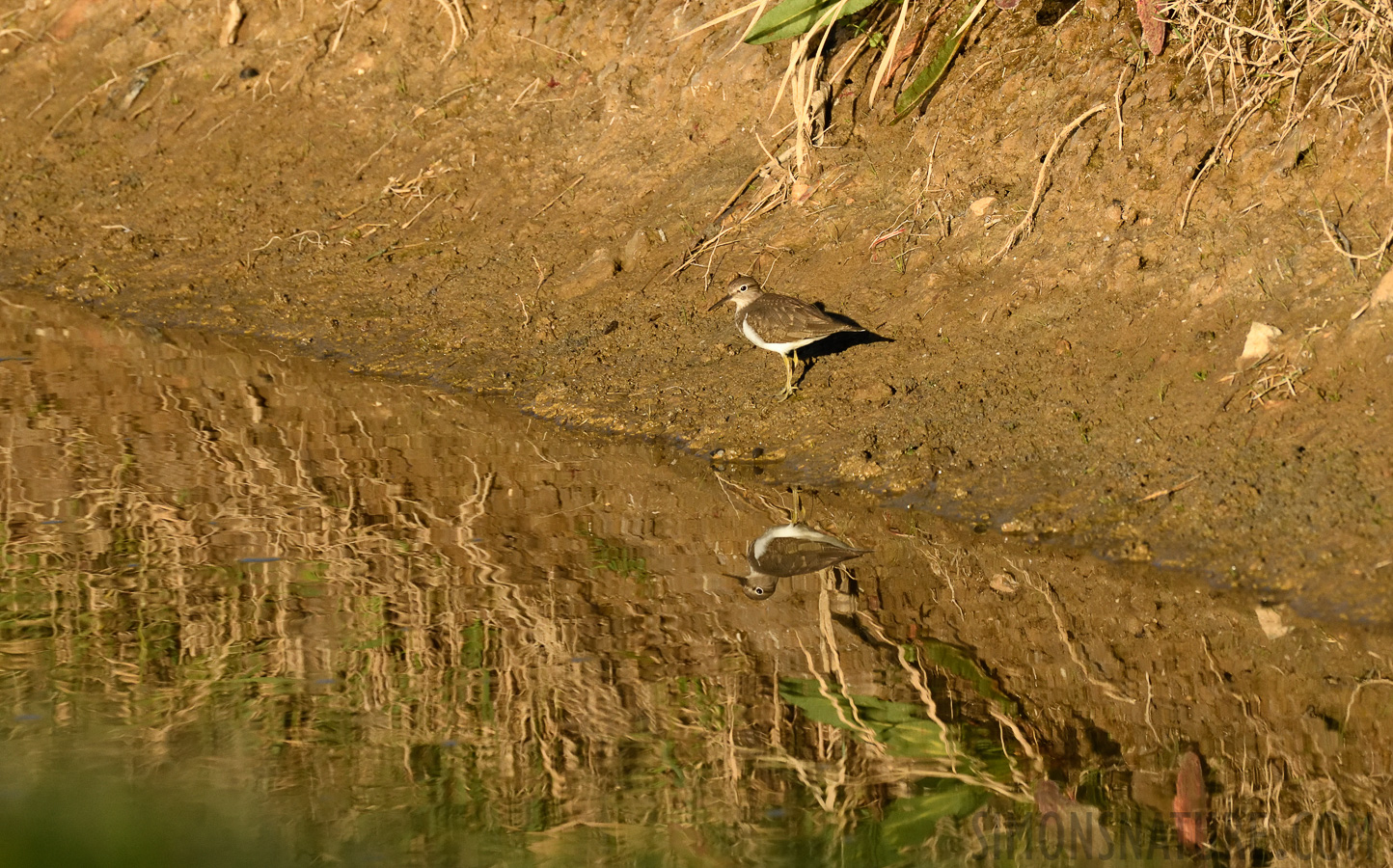 Actitis hypoleucos [400 mm, 1/2000 sec at f / 10, ISO 1600]